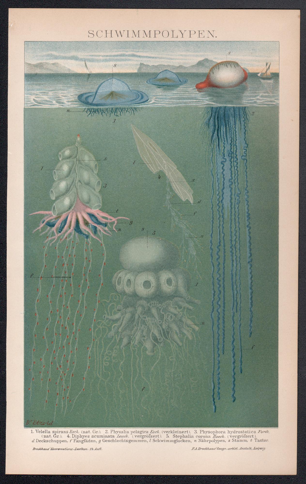 Schwimmpolypen (Polypen), deutscher antiker Chromolithographiedruck des Meereslebens – Print von Unknown