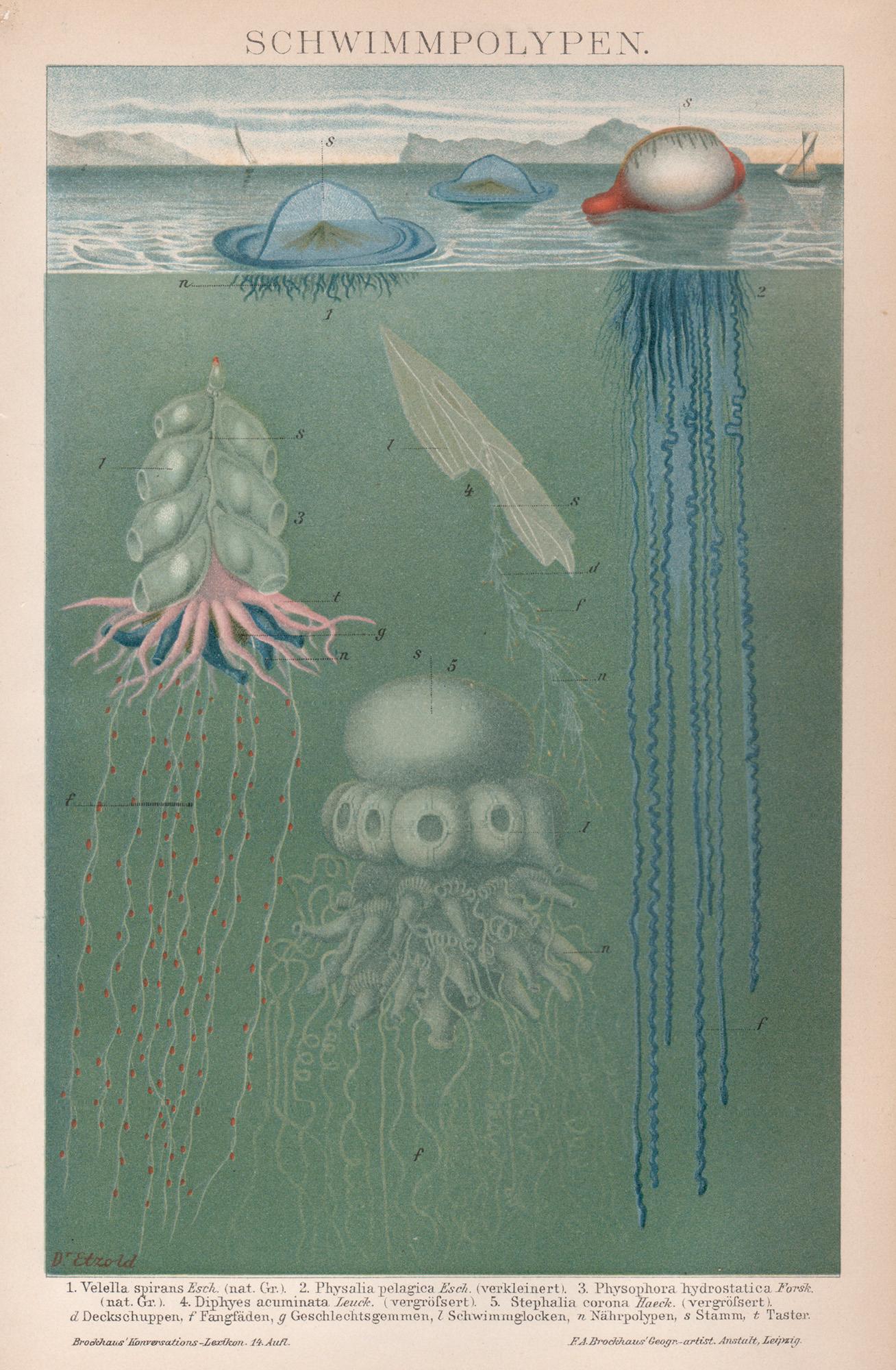 Print Unknown - Schwimmpolypen (Polyps), ancienne chromolithographie allemande de vie marine et de mer