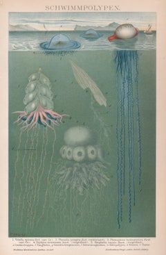 Schwimmpolypen (Polypen), deutscher antiker Chromolithographiedruck des Meereslebens