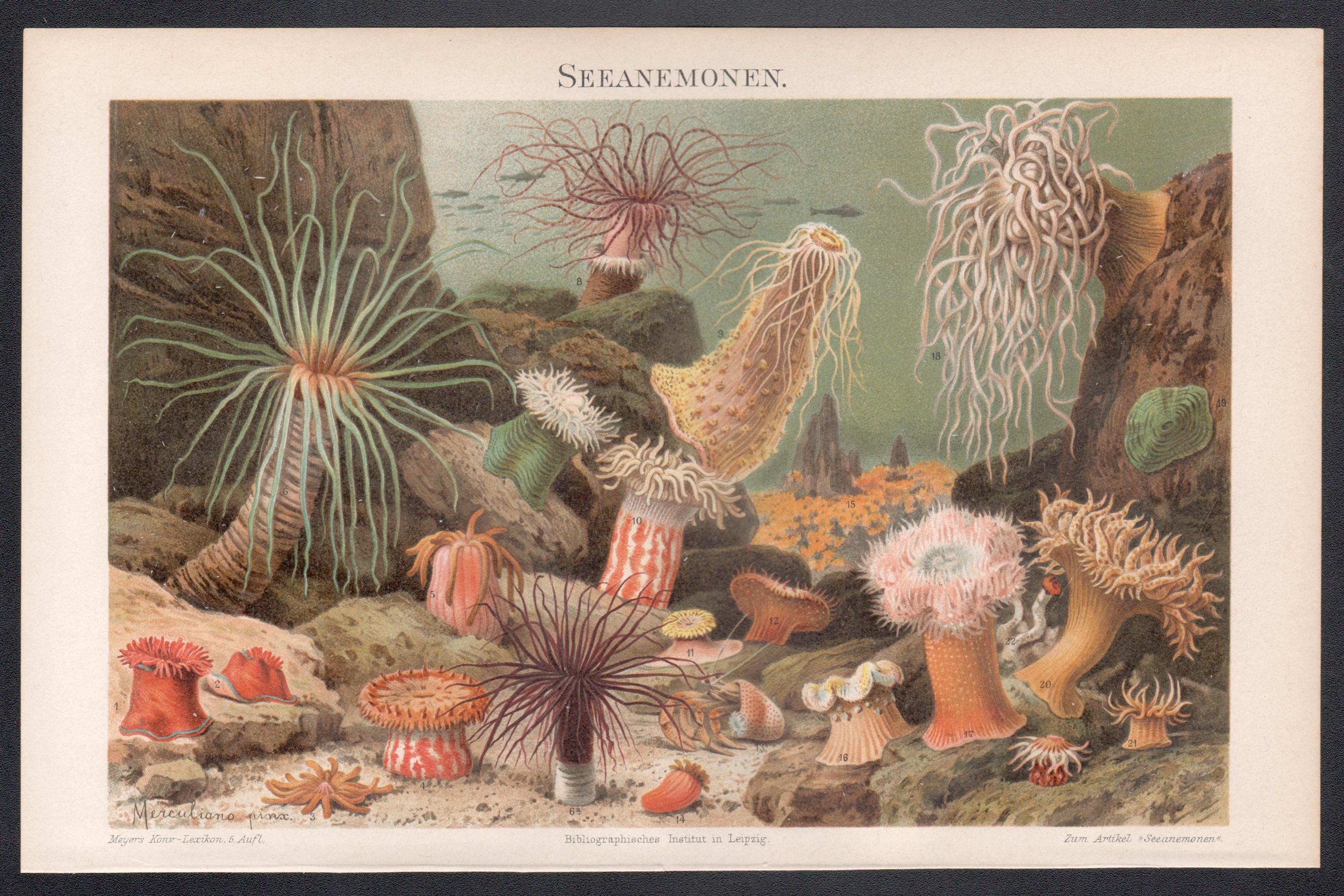 Sea Anemones, Antique Natural History Chromolithograph, circa 1895 - Print by Unknown
