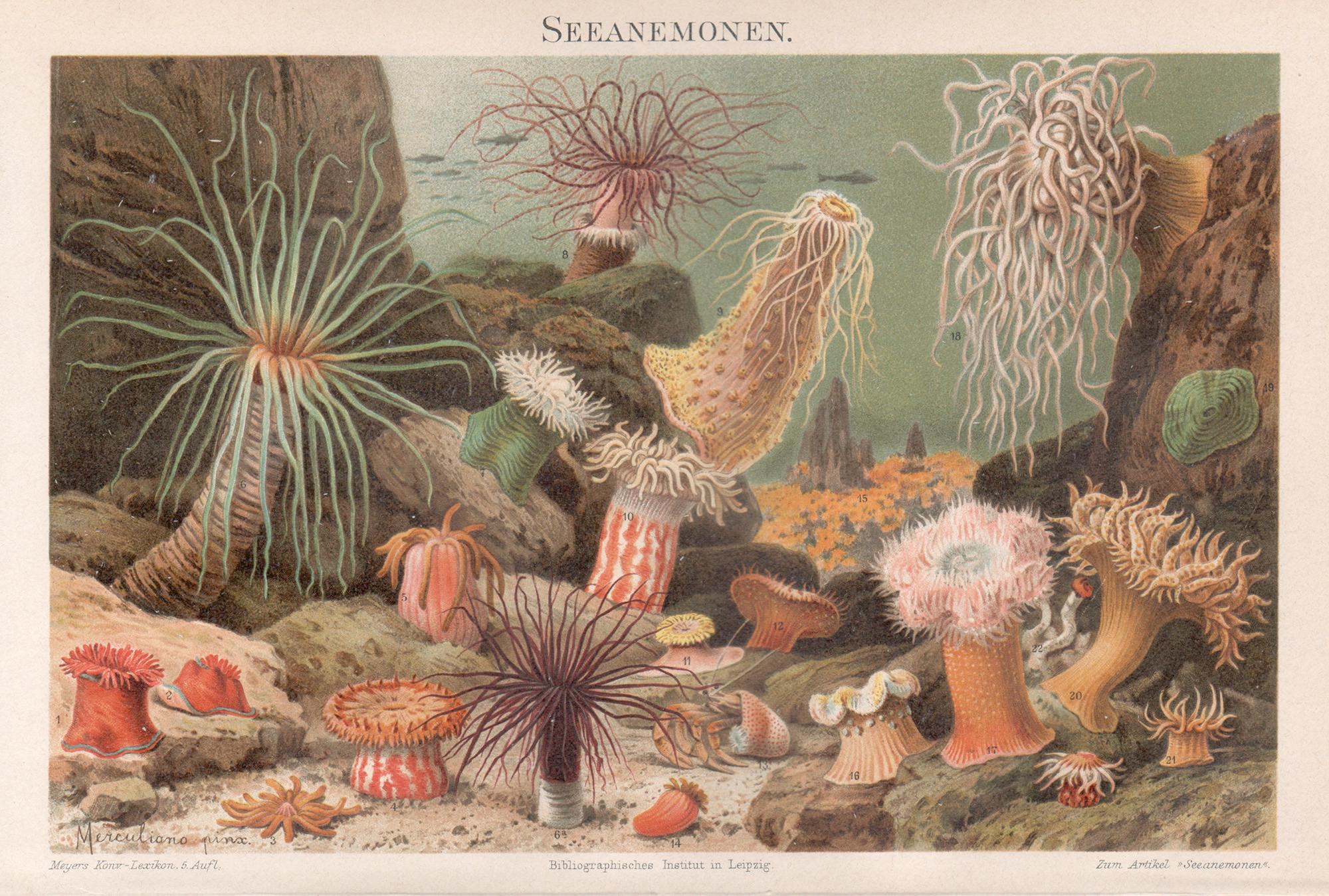 Animal Print Unknown - Anémones de mer, chromolithographie ancienne d'histoire naturelle, vers 1895