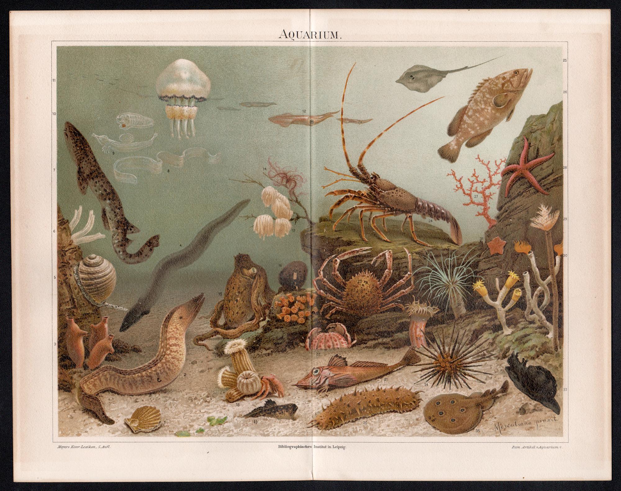 Criaturas marinas, impresión cromolitográfica acuario submarino antiguo alemán - Print de Unknown
