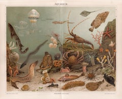 Deutsche antike Unterwasser-Aquarium-Chomolithographie von Sea Creatures