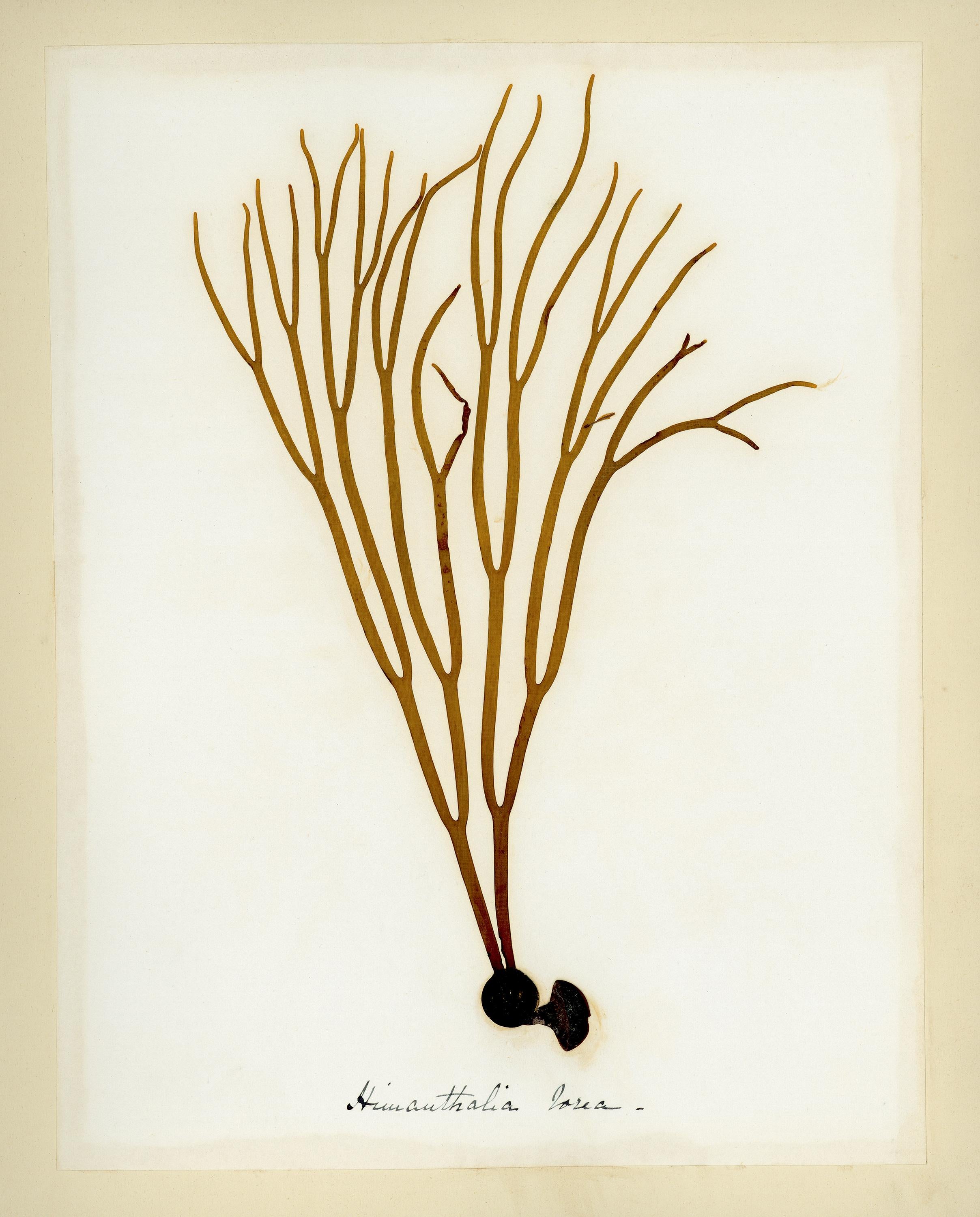 Unknown Print - Seaweed Specimen, Himathalia Flora