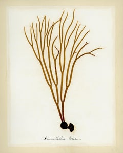Seaweed Specimen, Himathalia Flora