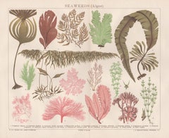 Algues:: chromolithographie botanique ancienne:: vers 1895