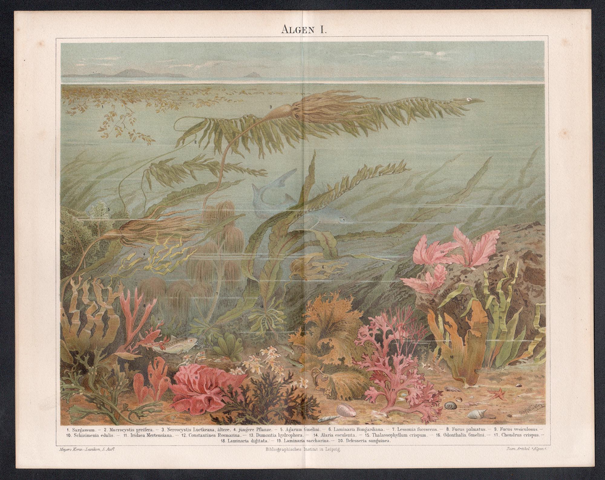 Algas marinas, impresión cromolitográfica botánica submarina antigua alemana - Print de Unknown
