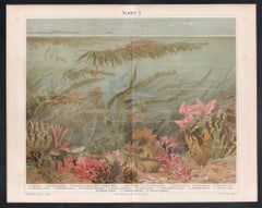 Seaweeds, German antique underwater botanical chromolithograph print