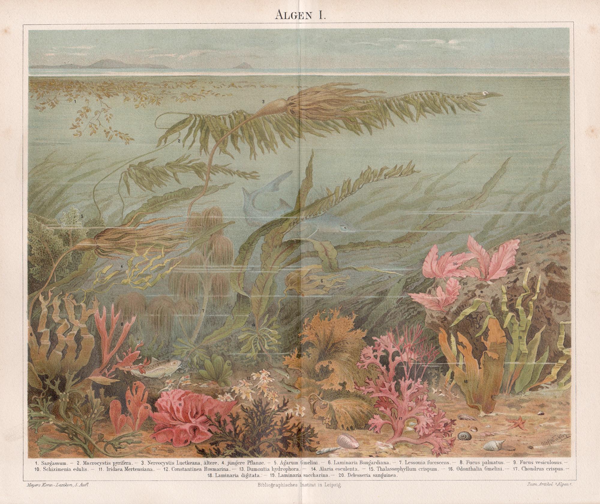 Seaweeds, deutscher antiker botanischer Unterwasser-Chomolithographiedruck