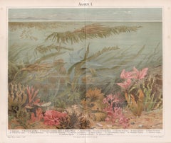 Seaweeds, deutscher antiker botanischer Unterwasser-Chomolithographiedruck
