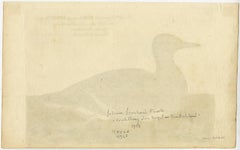 See Taube oder Gronlandische Taucher - A grylle from Greenland.