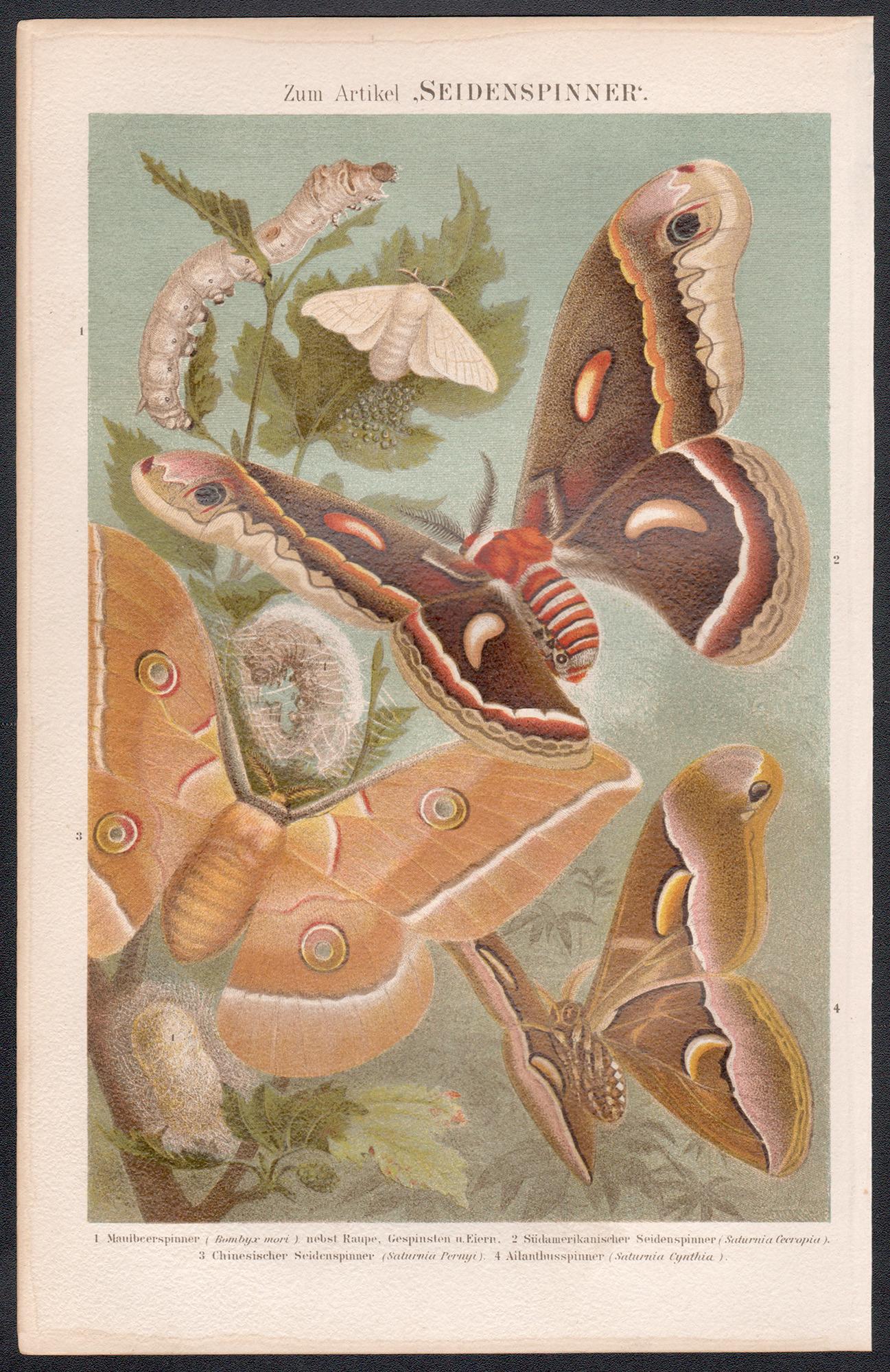 Seidenspinner (fileuse de soie), gravure ancienne d'histoire naturelle allemande - Print de Unknown