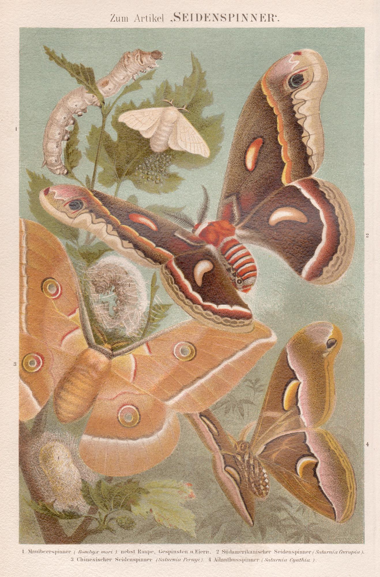 Unknown Animal Print – Seidenspinner (Silberner Spinner), deutscher antiker naturkundlicher Druck