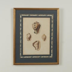 Set of Eight Antique Hand Colored Seashell Prints