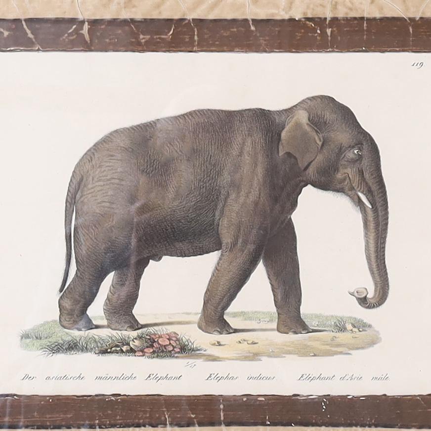 Intriguing set of four 19th century hand colored stone lithographs depicting animal species by the prolific Swiss artist and print maker Karl Joseph Brodtmann. Presented under glass in mahogany frames. 