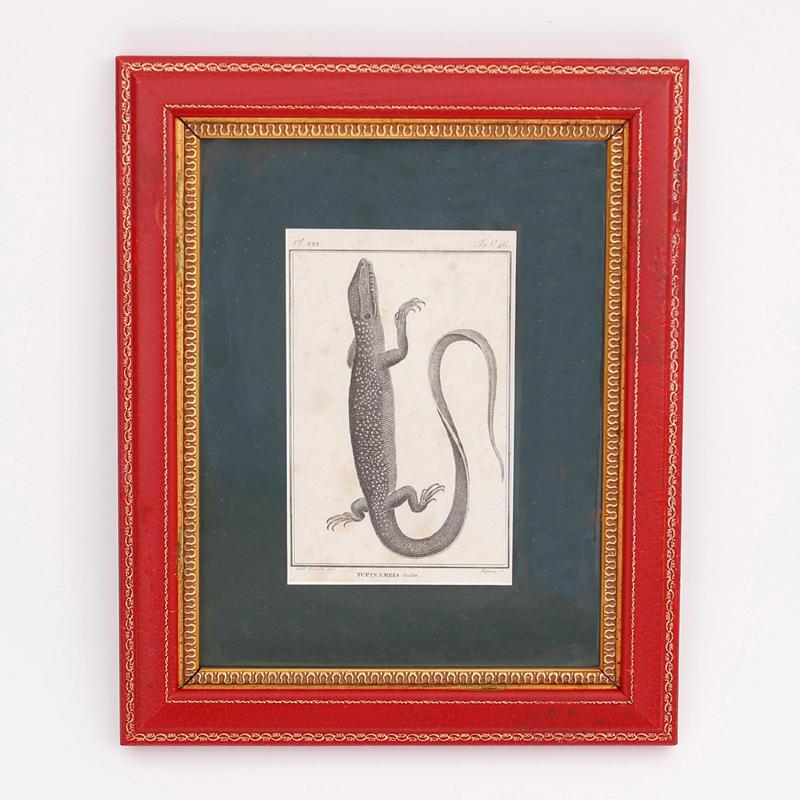 Set of Four French Lizard Engravings - Print by Unknown