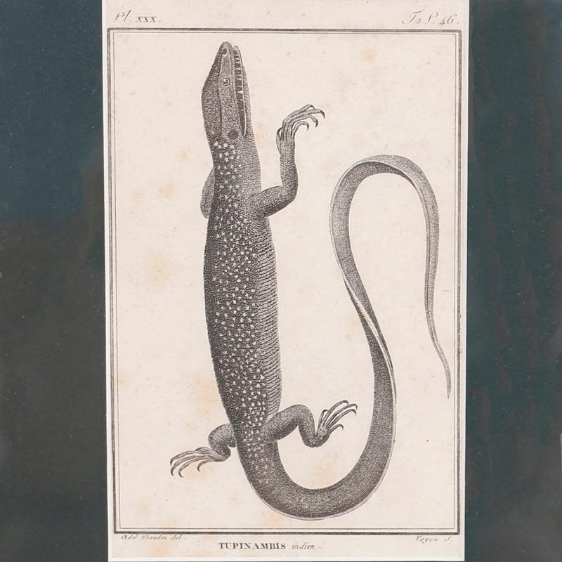 Set of Four French Lizard Engravings - Naturalistic Print by Unknown