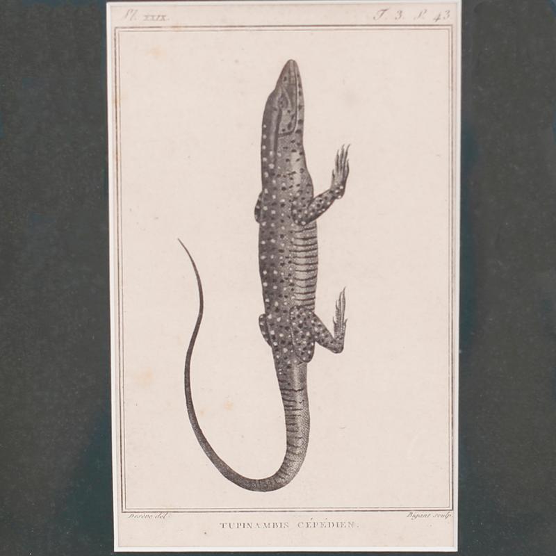 Ensemble de quatre gravures françaises anciennes représentant des espèces de lézards, tirées d'un folio scolaire, avec les rousseurs attendues et présentées dans des cadres en cuir rouge estampé.