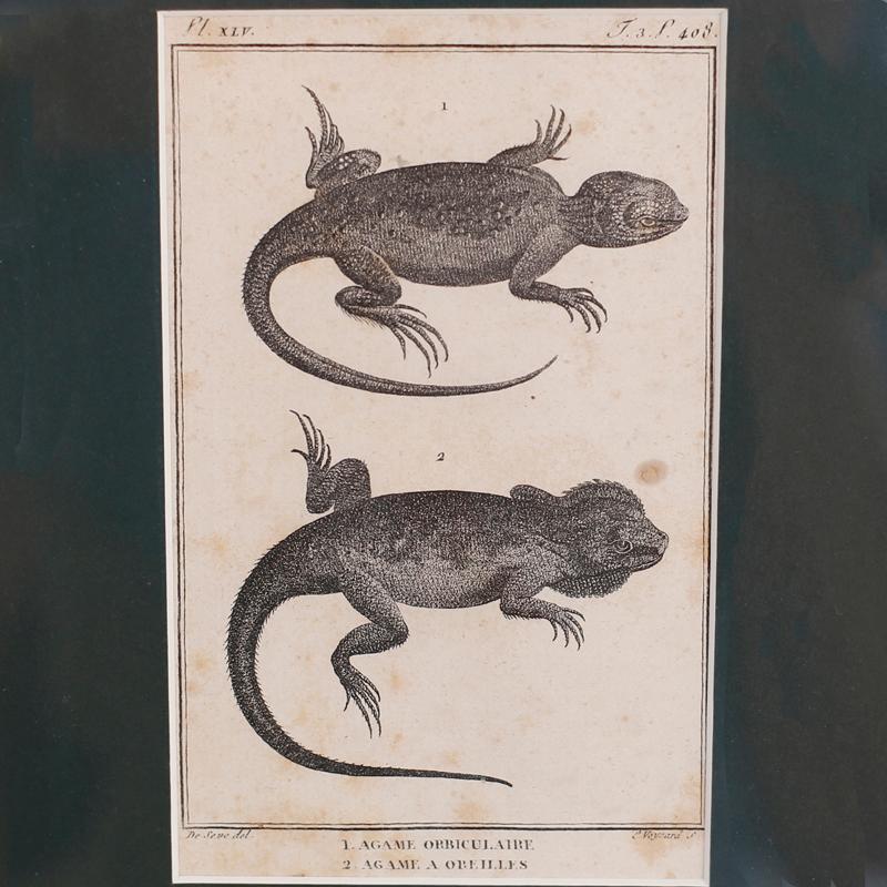 Set of Four French Lizard Engravings For Sale 2