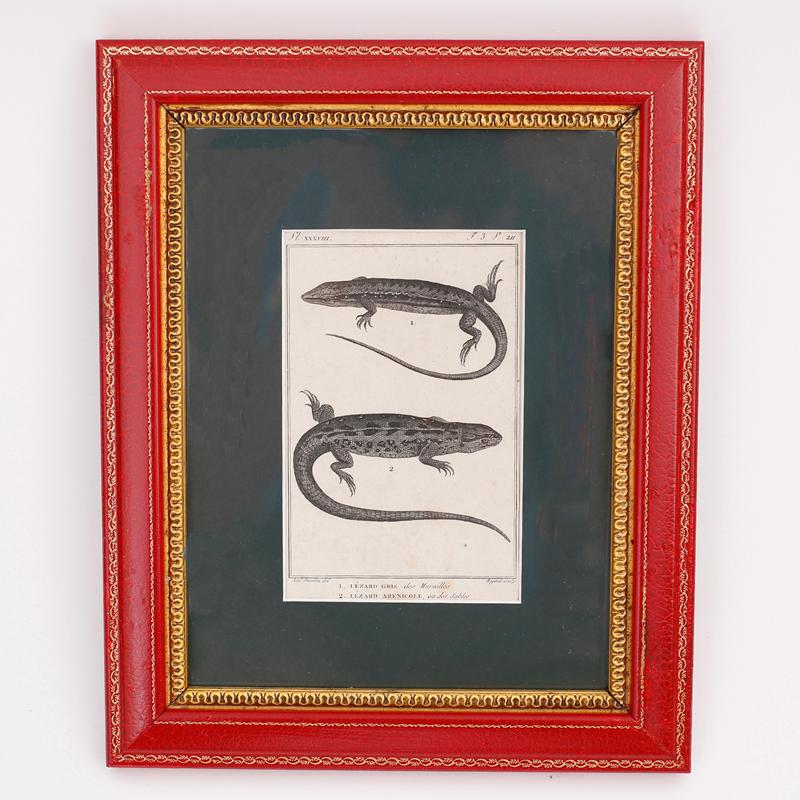 Set of Four French Lizard Engravings For Sale 3