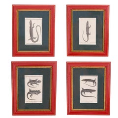 Antique Set of Four French Lizard Engravings