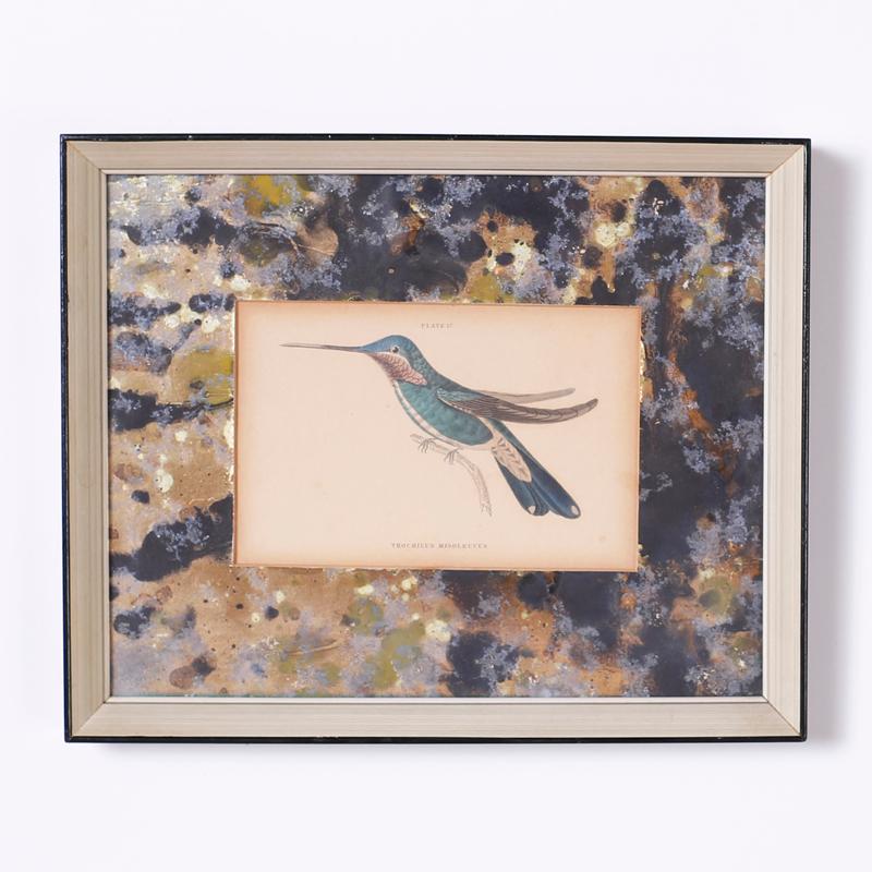 Set of Four Hand Colored Humming Bird Prints - Gray Animal Print by Unknown