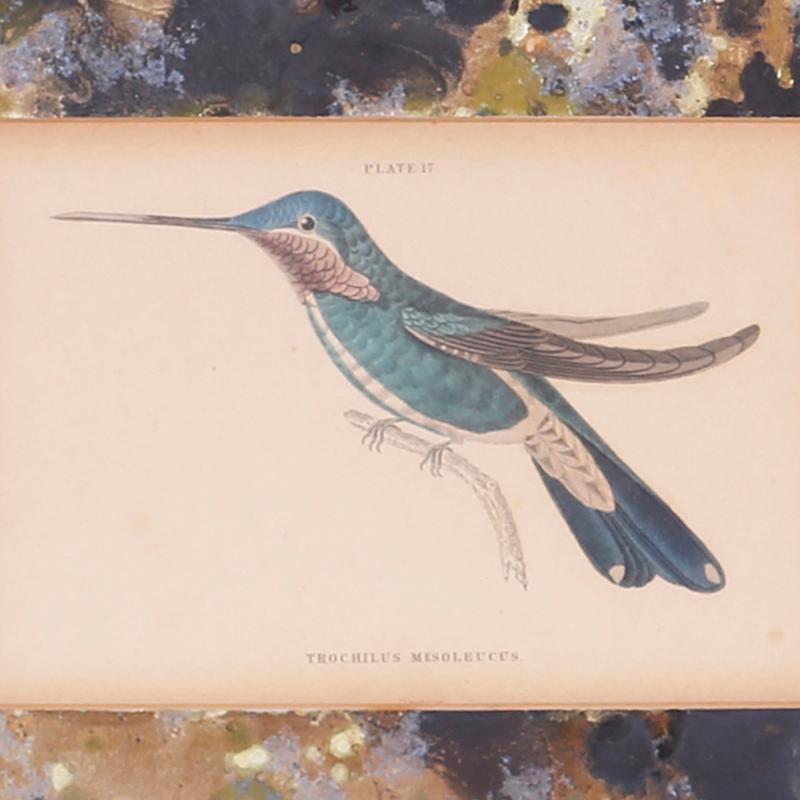 Here are four framed hand colored humming bird species published in the early 20th century representing the original 19th century work of Scottish naturalist, Sir William Jardine. Presented under glass with marbleized mating and the original painted