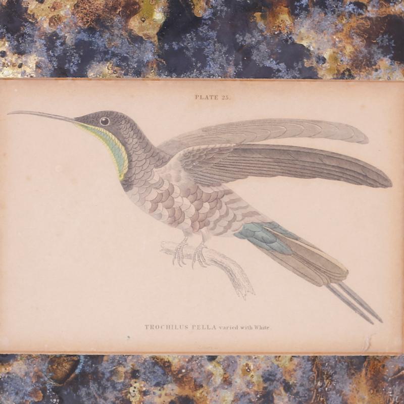 Voici quatre encadrés colorés à la main d'espèces de colibris publiés au début du 20e siècle, représentant l'œuvre originale du 19e siècle du naturaliste écossais, Sir William Jardine. Présenté sous verre avec des marbrures et les cadres d'origine