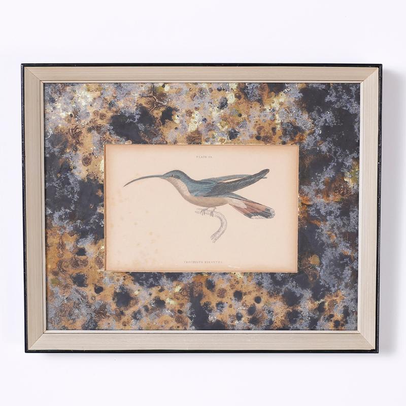 Ensemble de quatre impressions d'oiseaux colibris colorées à la main en vente 3