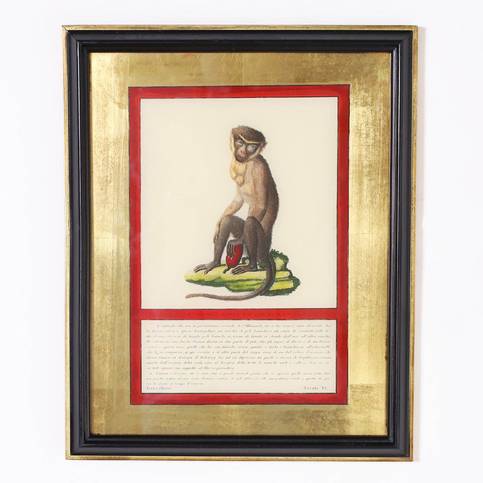 Set of Four Hand Colored Monkey Prints For Sale 4