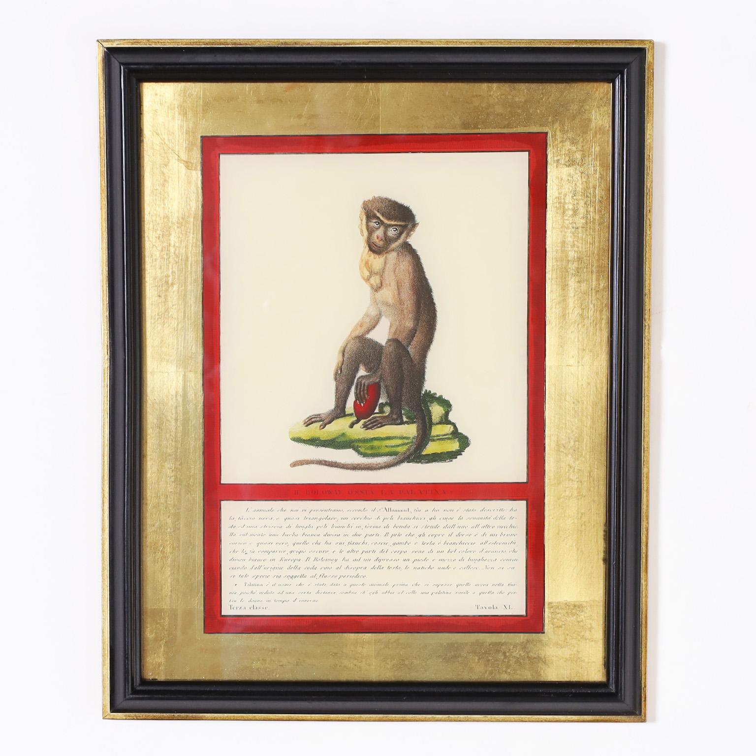 Set of Four Hand Colored Monkey Prints For Sale 5