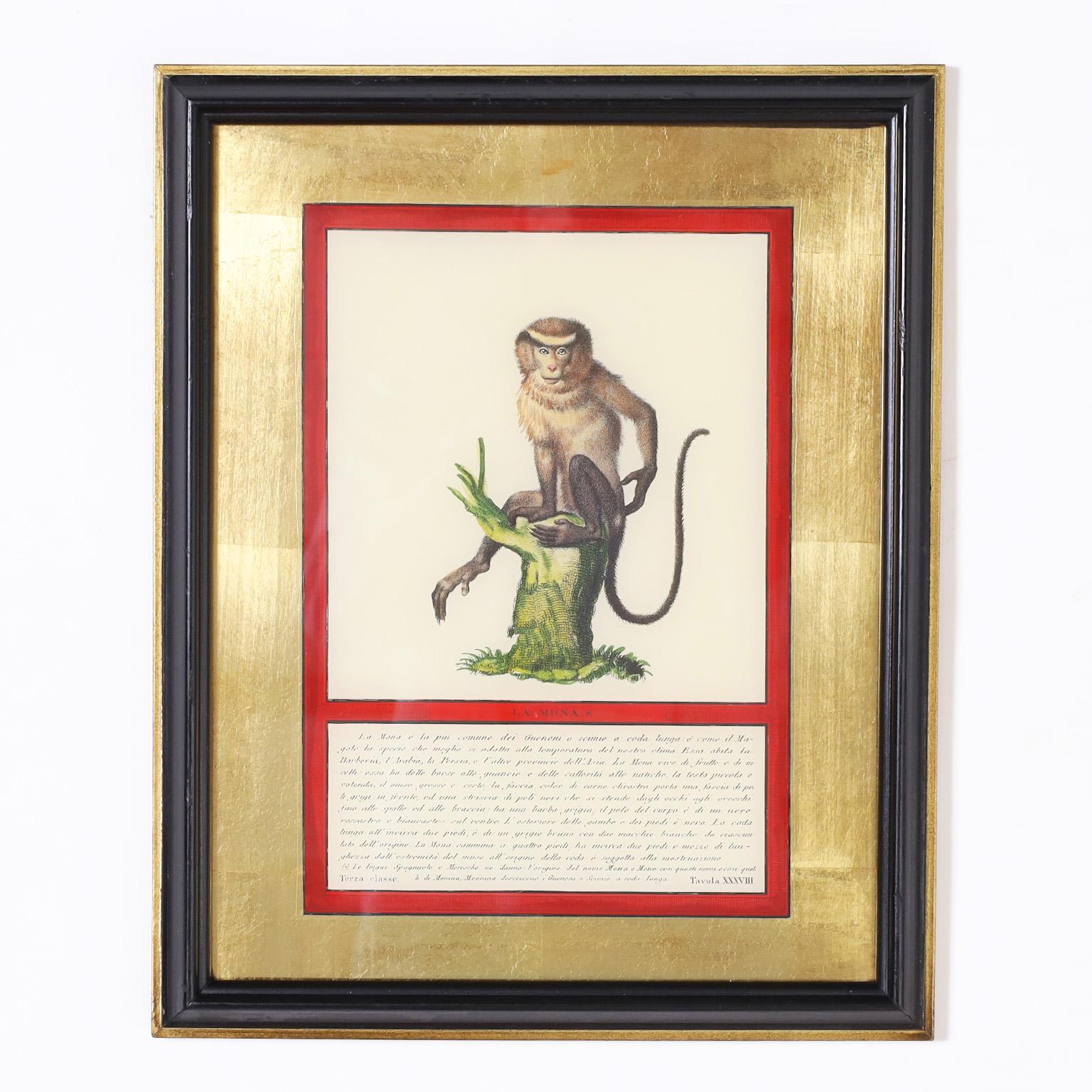 Set of Four Hand Colored Monkey Prints For Sale 7