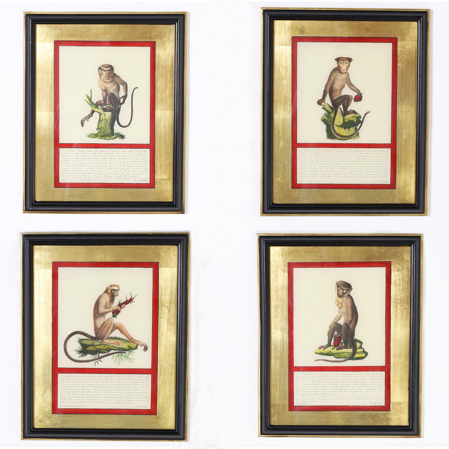 Animal Print Unknown - Ensemble de quatre estampes de singes colorées à la main