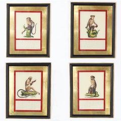 Antique Set of Four Hand Colored Monkey Prints