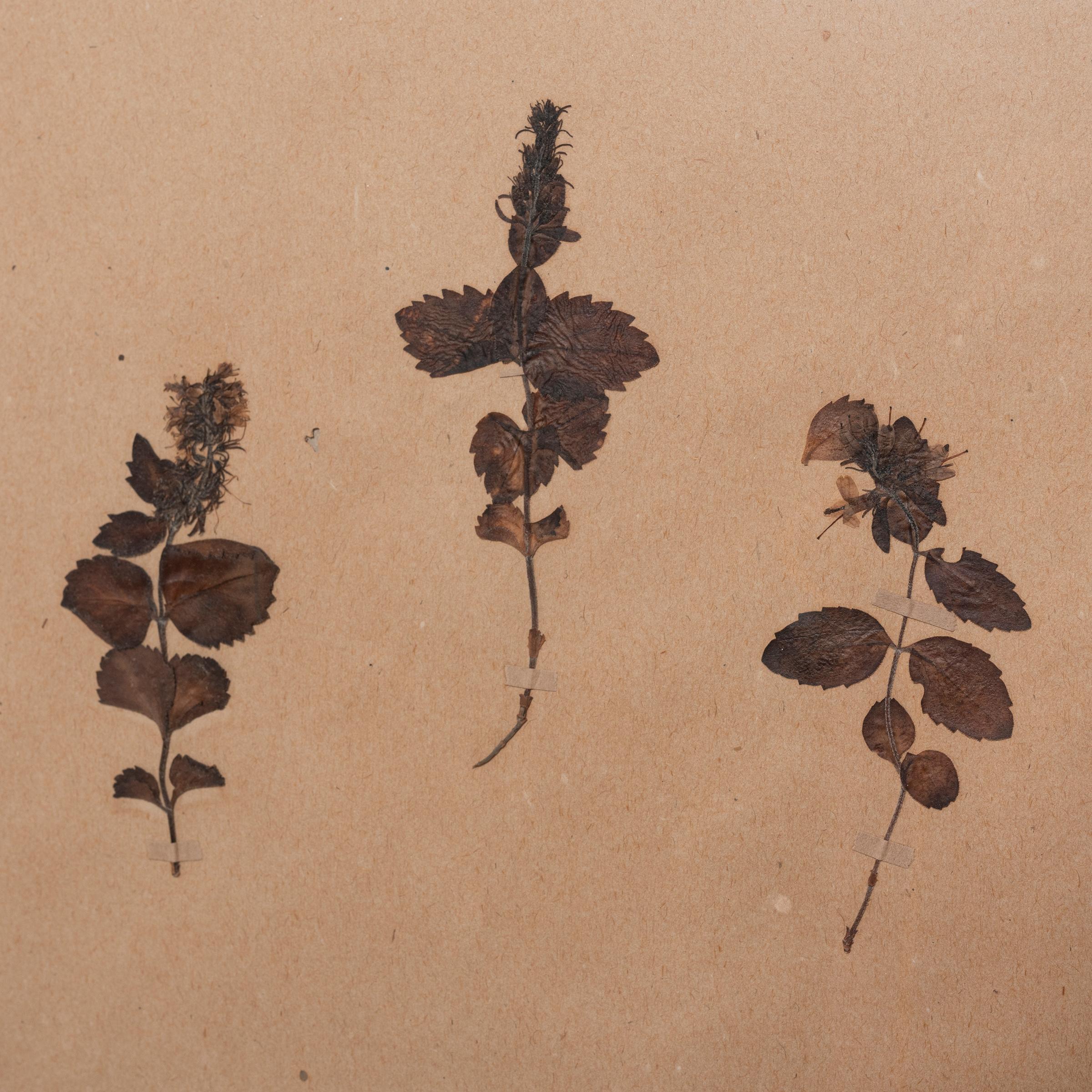 Set von vier gepressten botanischen Exemplaren, um 1900 im Angebot 8