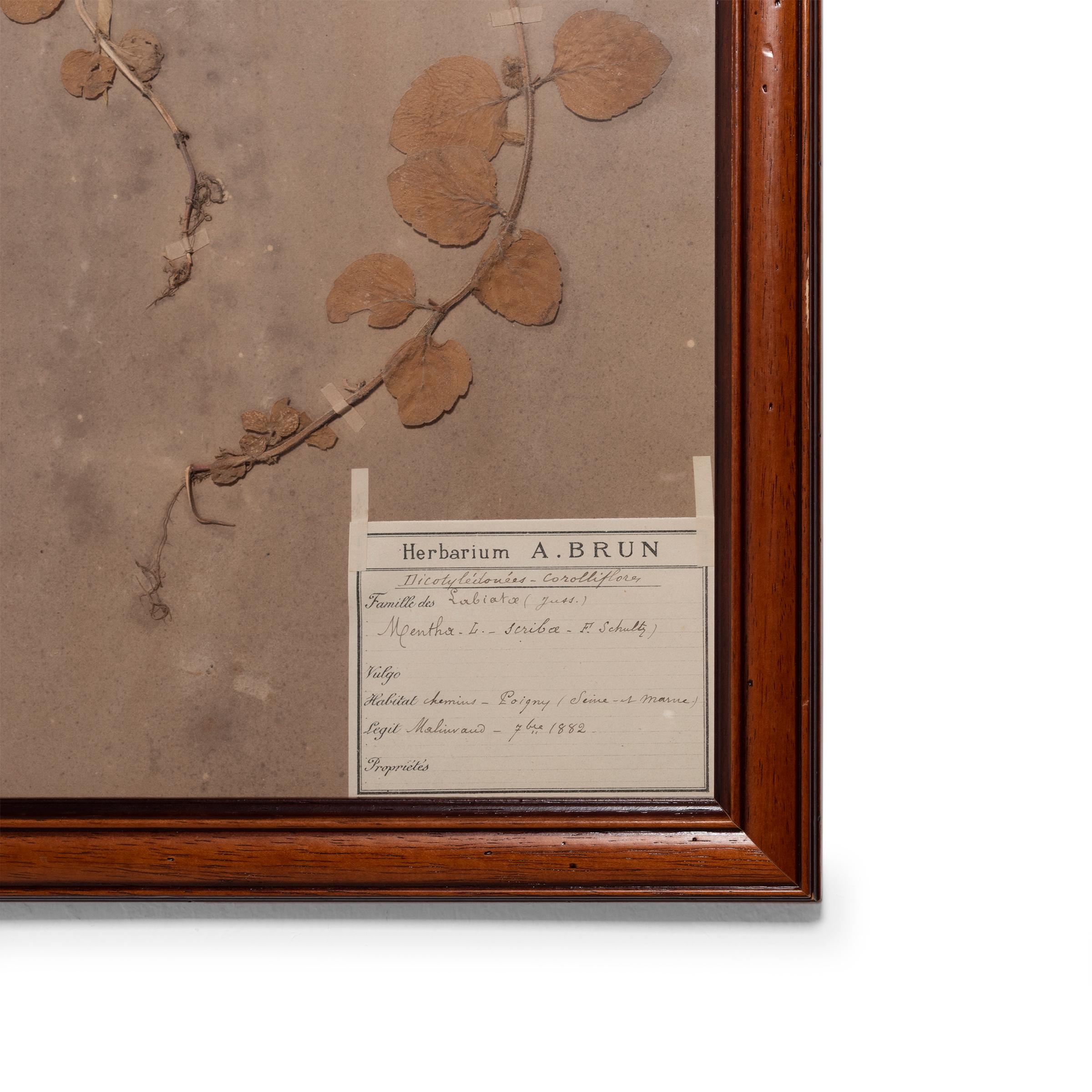Diese vier botanischen Exemplare aus dem Herbarium von A. Brun wurden im späten 19. Jahrhundert von Hand gepflückt, gepresst und konserviert. Jedes Pflanzenexemplar wird elegant in einem edlen Hartholzrahmen präsentiert und enthält eine