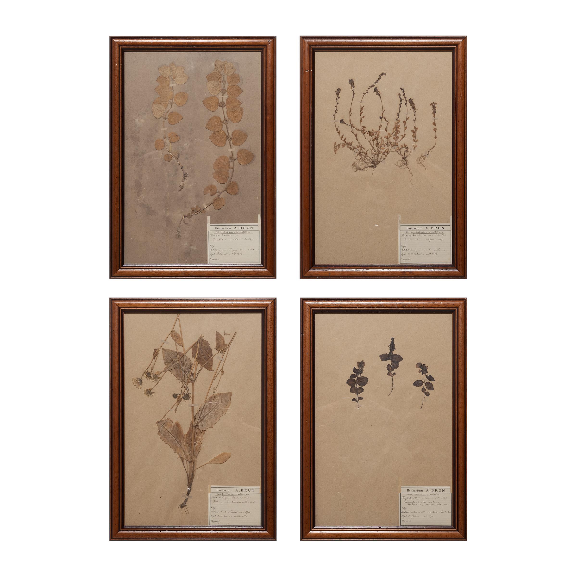Set von vier gepressten botanischen Exemplaren, um 1900