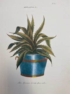 Set of Nine Botanical Floral Colored Prints, Ideal Gallery Wall Project