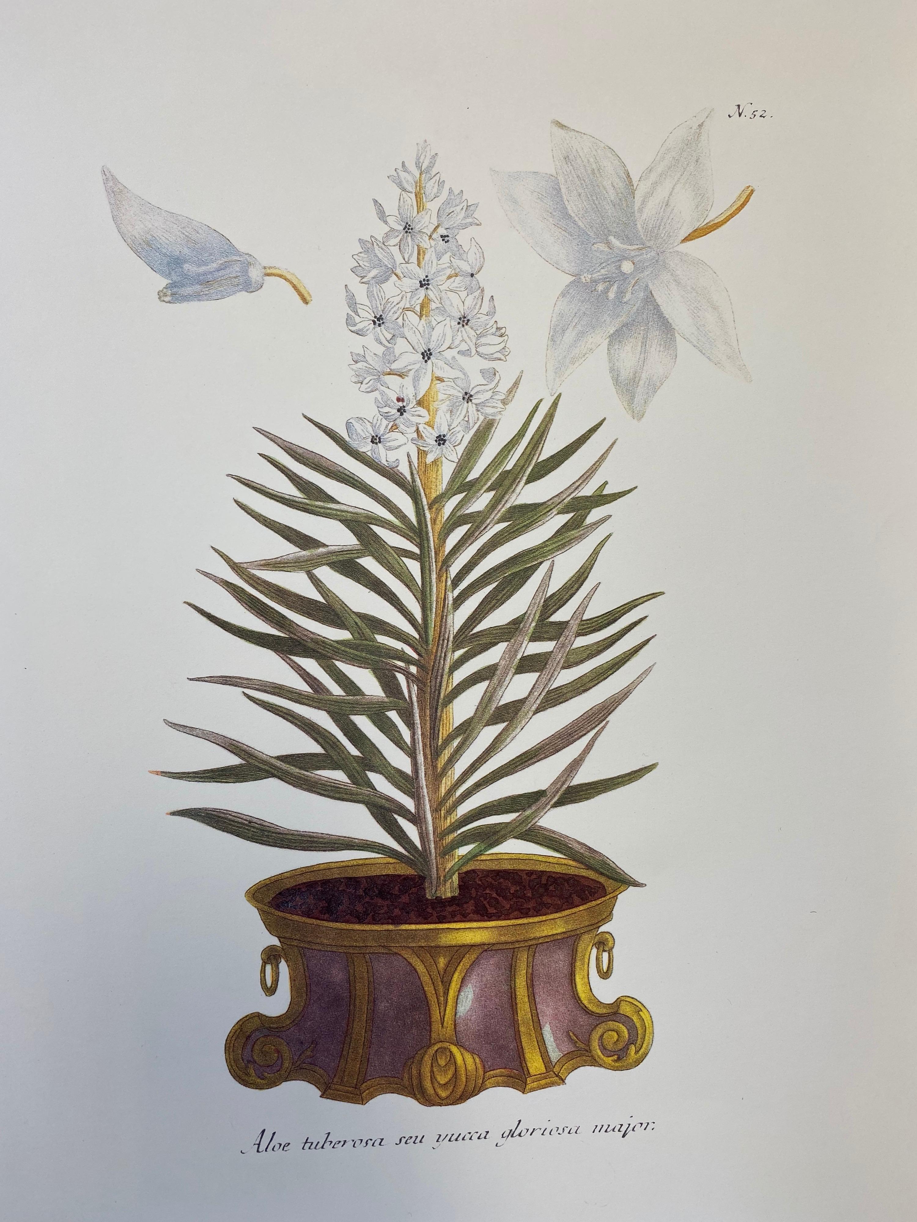 Ensemble de neuf tirages botaniques floraux colorés, projet idéal de mur de galerie - Victorien Print par Unknown