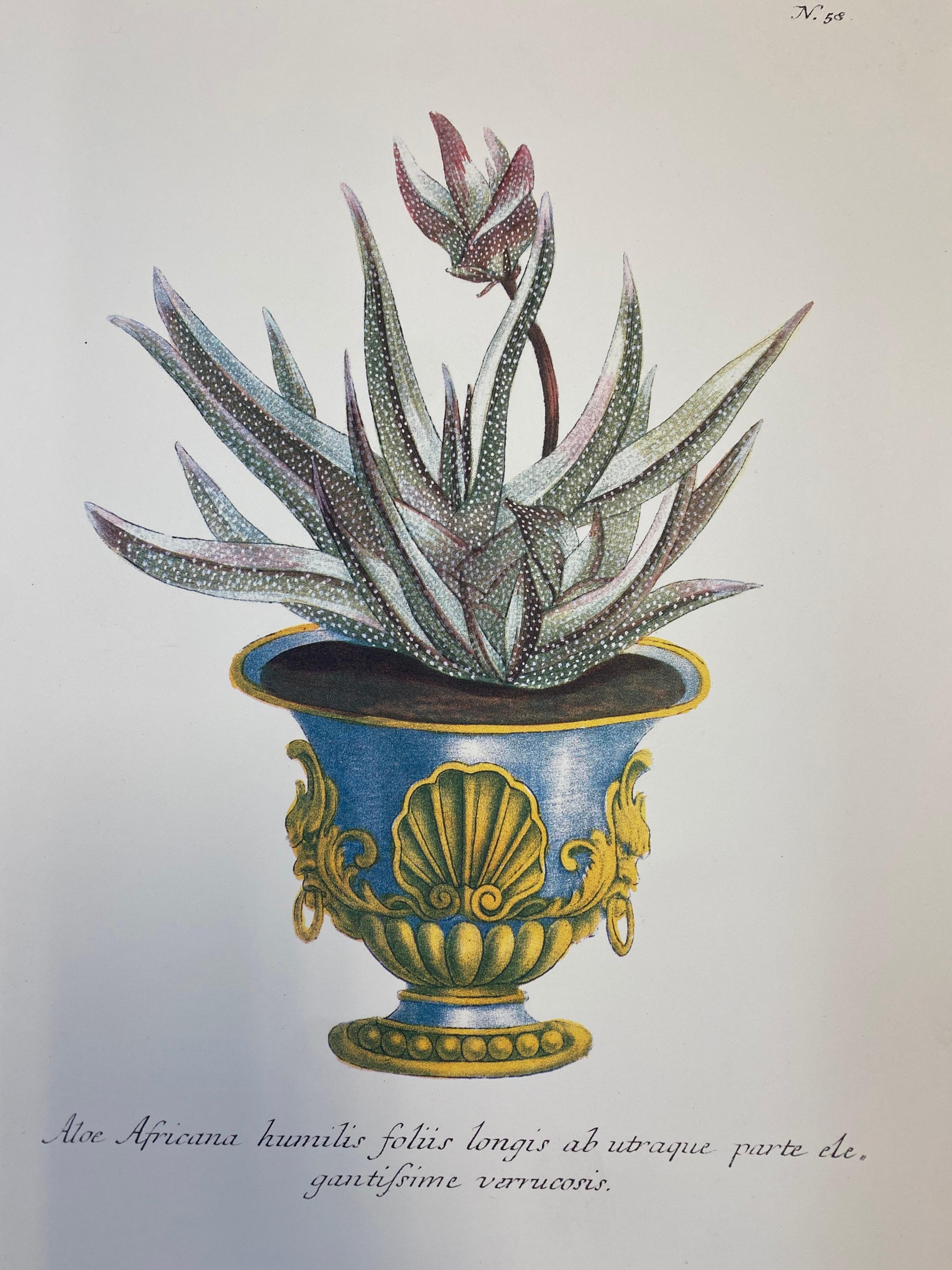 Ensemble de neuf tirages botaniques floraux colorés, projet idéal de mur de galerie en vente 2