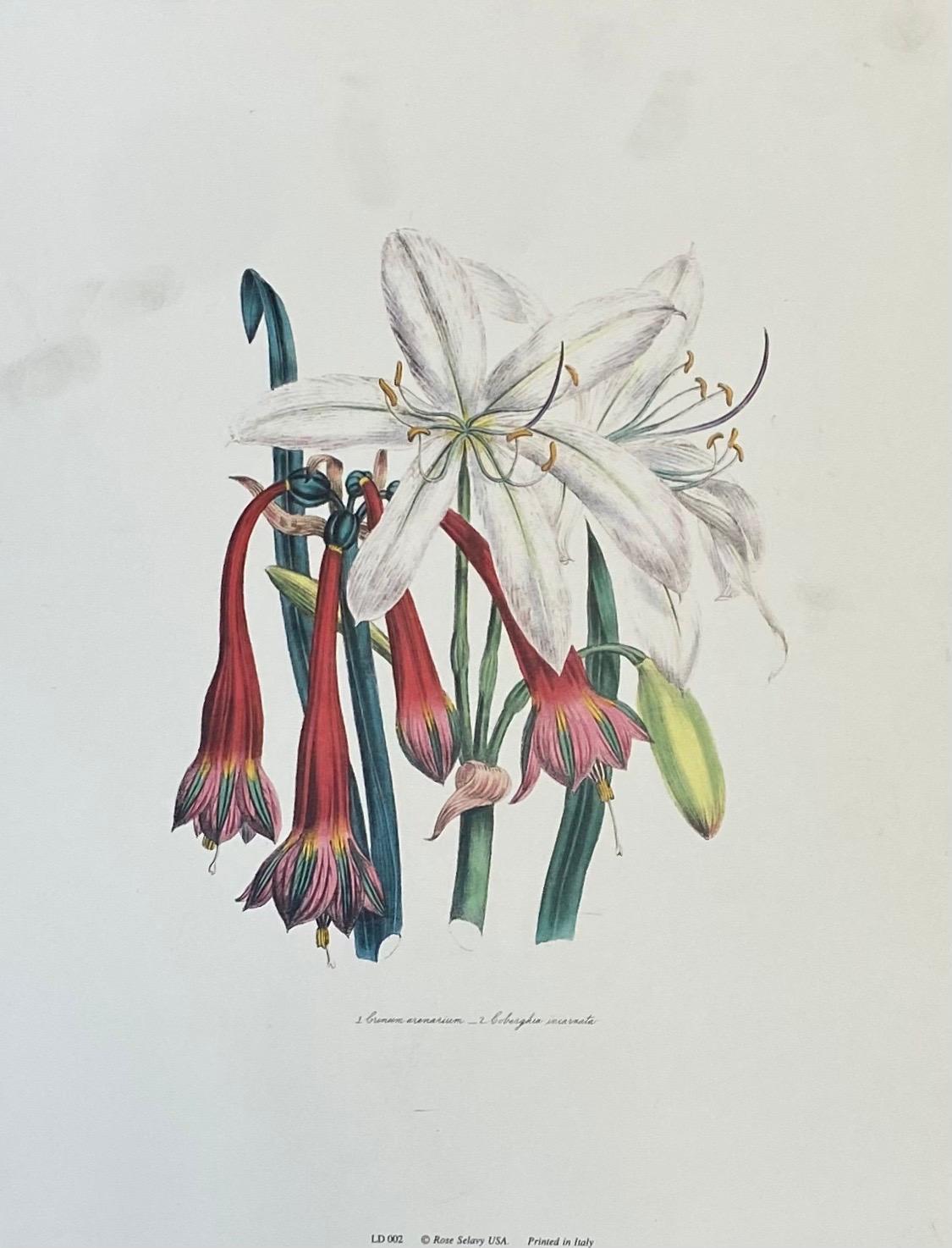 Ensemble de neuf tirages botaniques floraux colorés, projet idéal de mur de galerie en vente 4