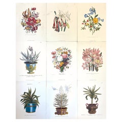 Ensemble de neuf tirages botaniques floraux colorés, projet idéal de mur de galerie