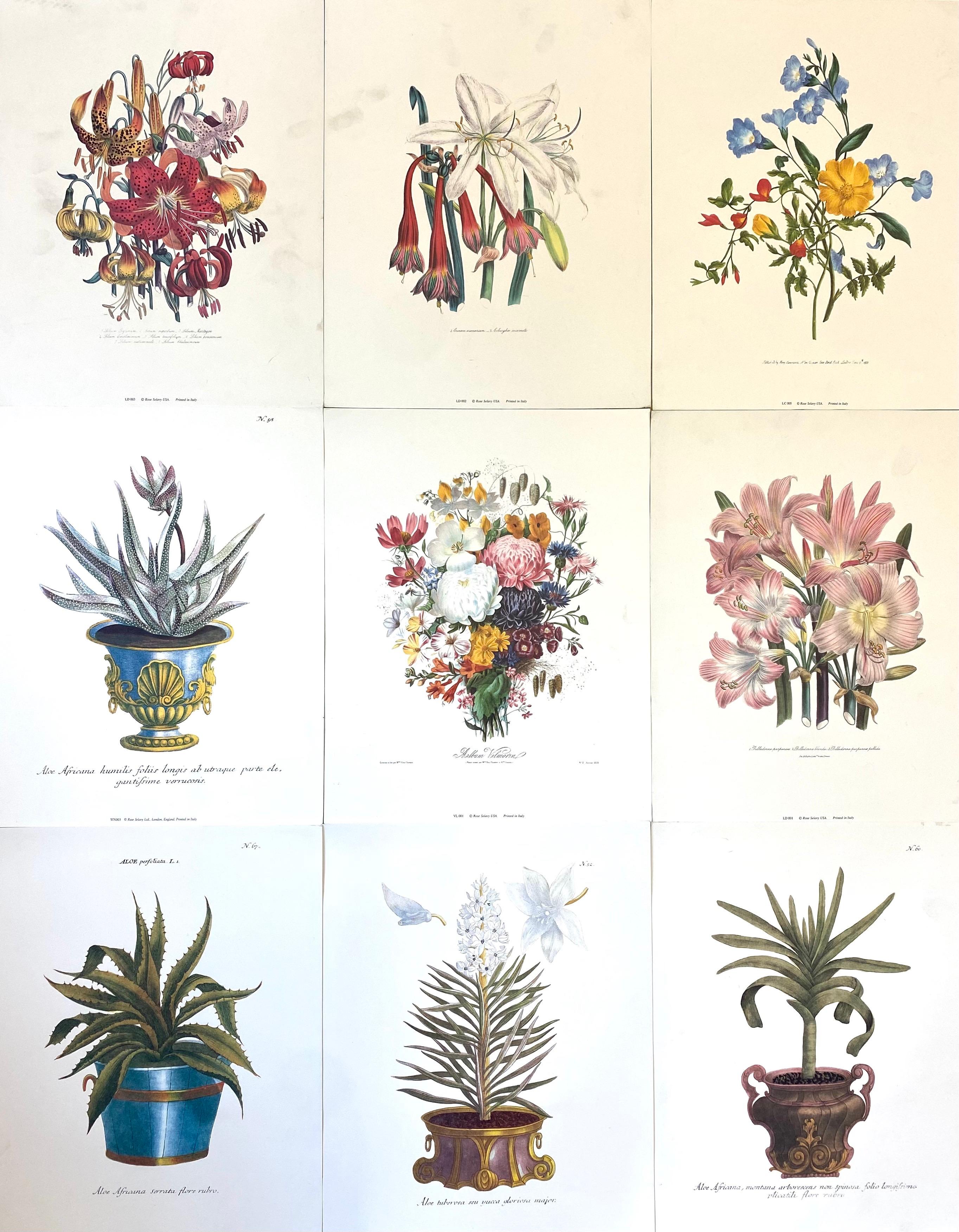 Unknown Still-Life Print - Set of Nine Botanical Floral Colored Prints - Ideal Gallery Wall project