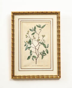 Set of Six Botanical Hand-Colored Engravings from Curtis's Botanical Magazine