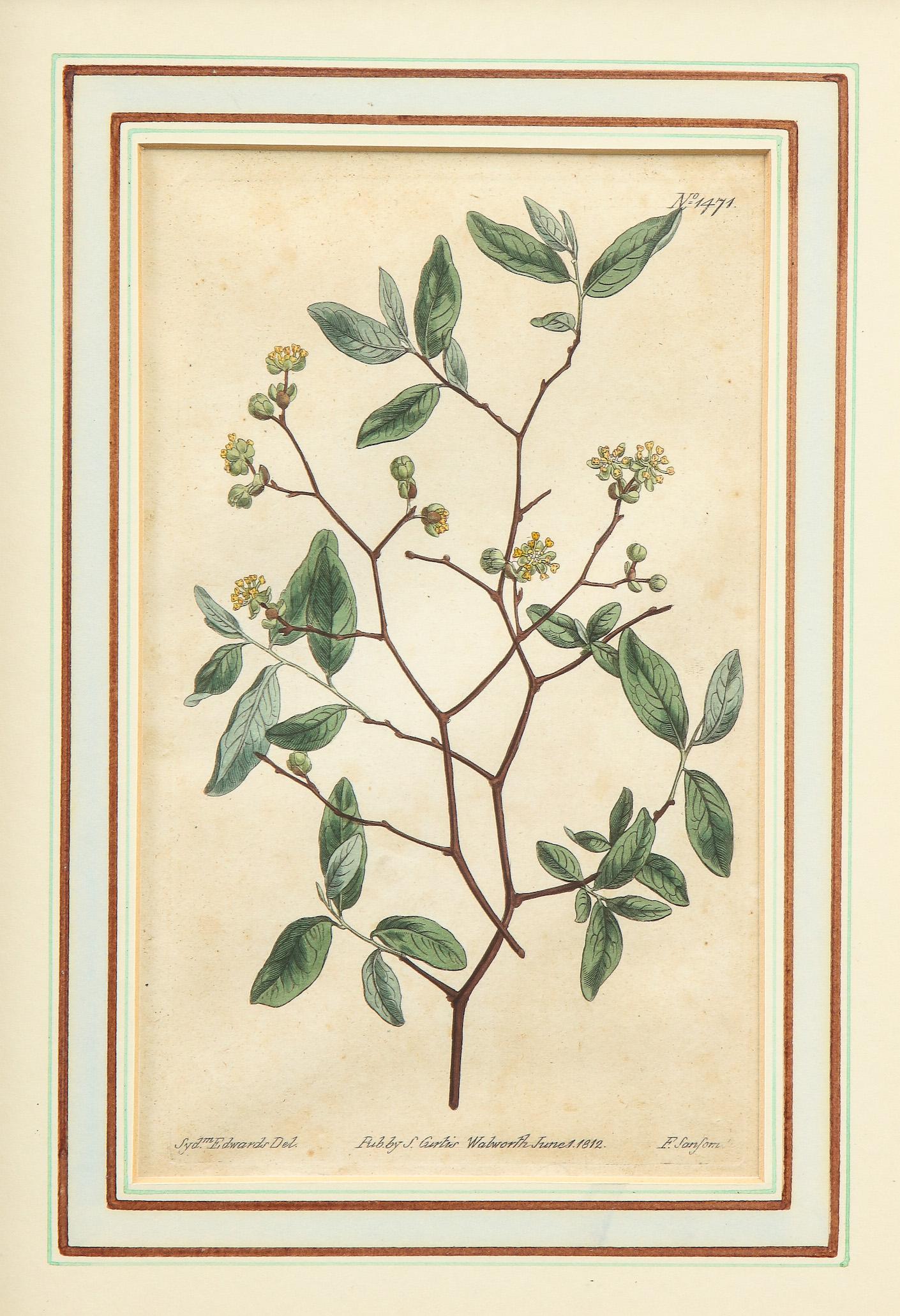 curtis botanical magazine prints