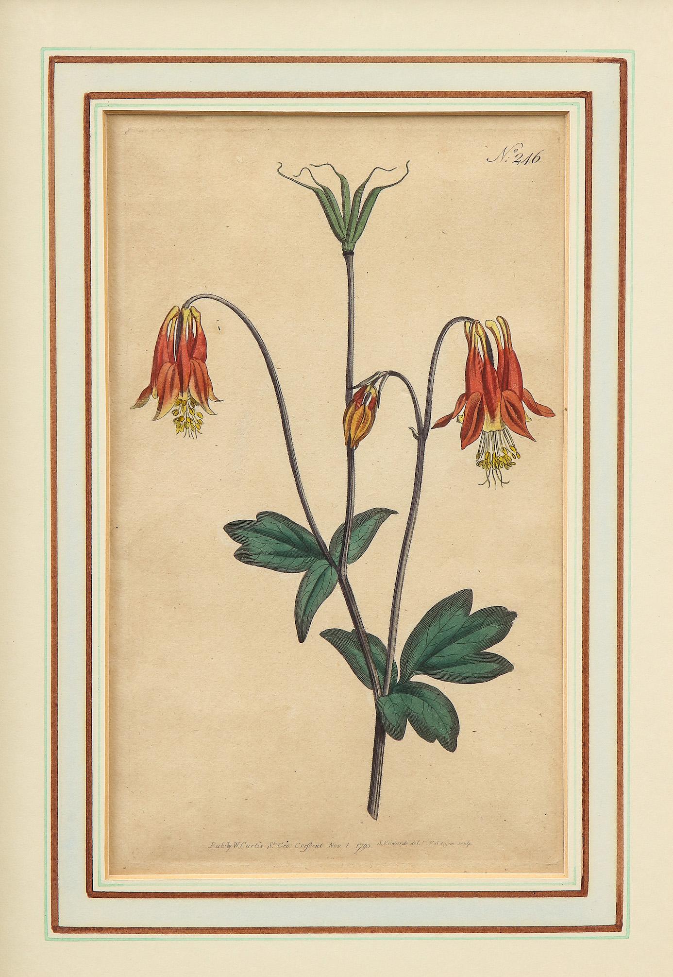 Set of Six Botanical Hand-Colored Engravings from Curtis's Botanical Magazine 2