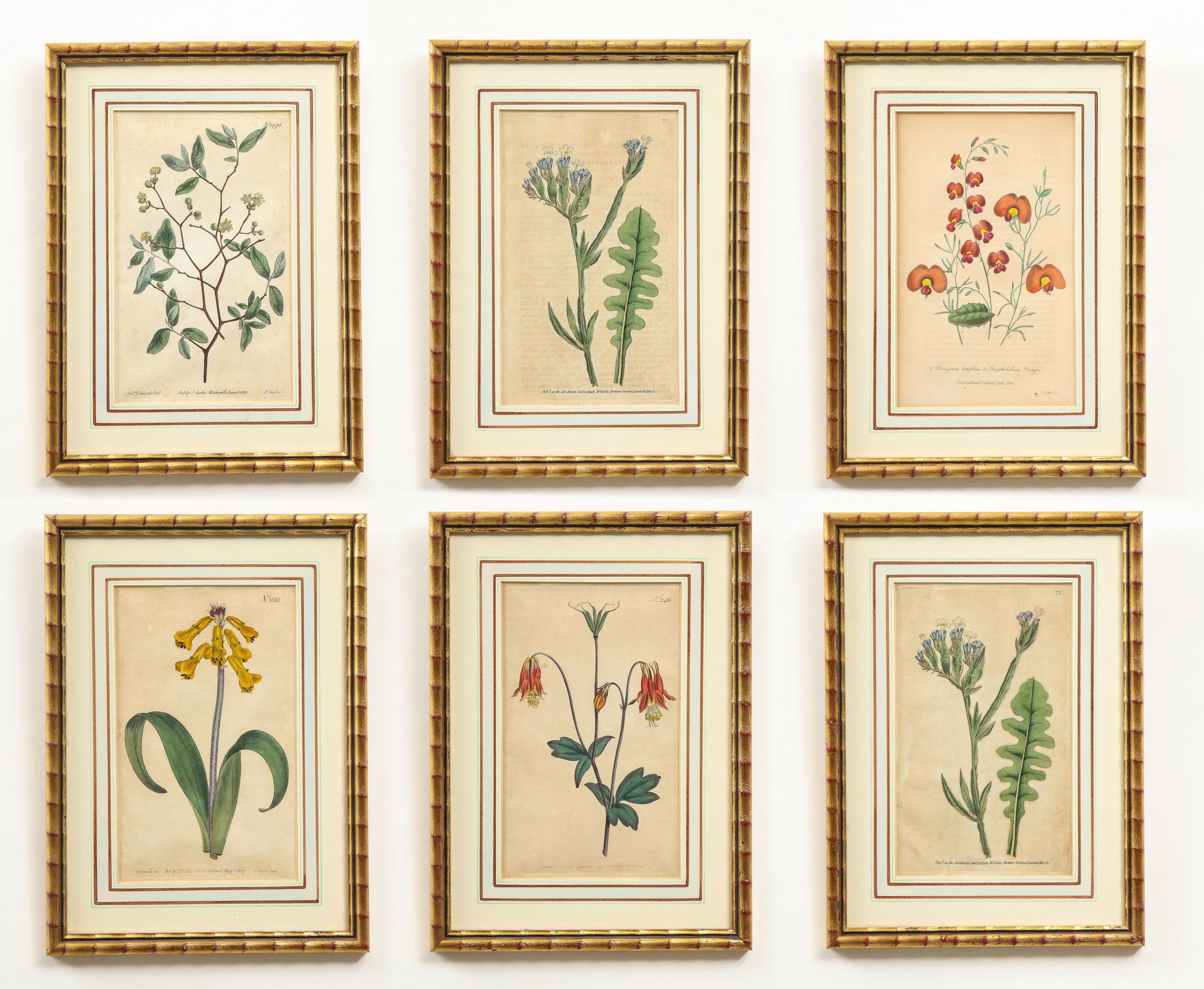 Unknown Still-Life Print - Set of Six Botanical Hand-Colored Engravings from Curtis's Botanical Magazine