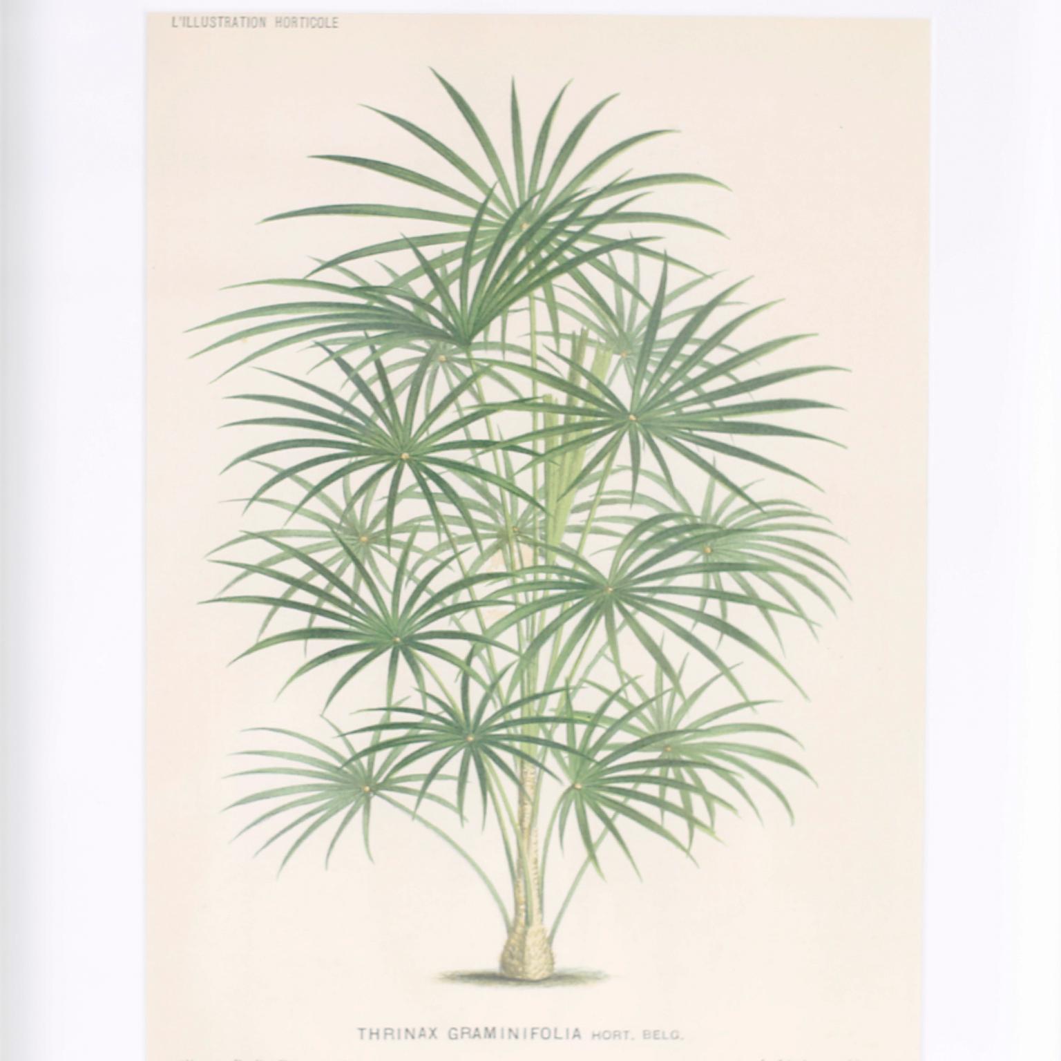 Set di sei stampe botaniche in cornici a specchio di Trowbridge 8