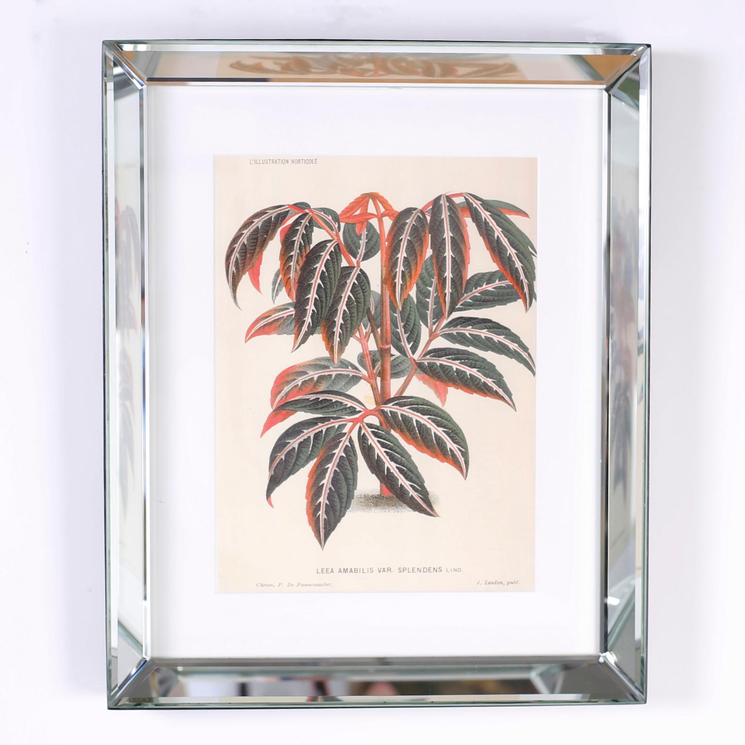 Set di sei stampe botaniche in cornici a specchio di Trowbridge - Print di Unknown