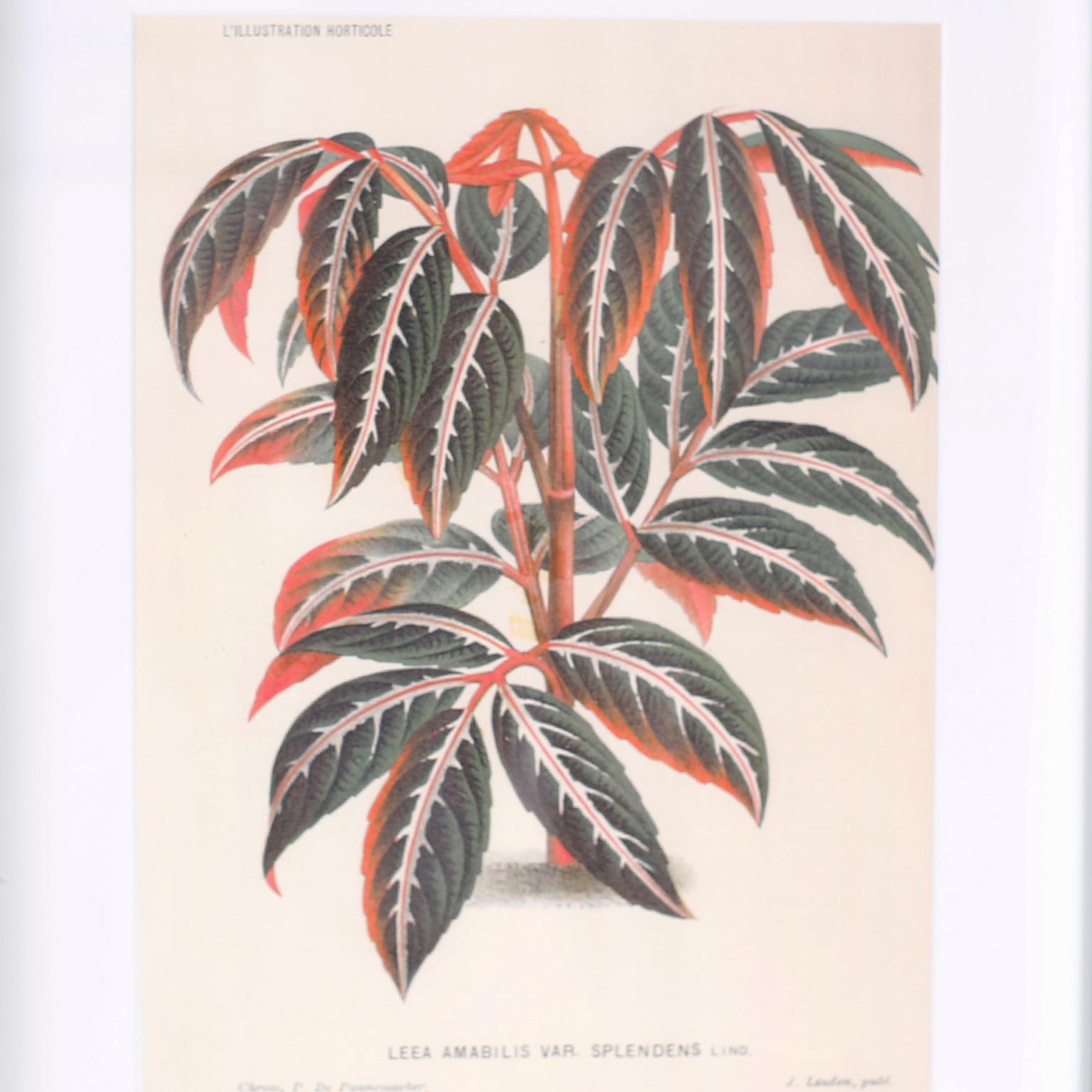 Set di sei stampe botaniche in cornici a specchio di Trowbridge - Print Naturalismo di Unknown